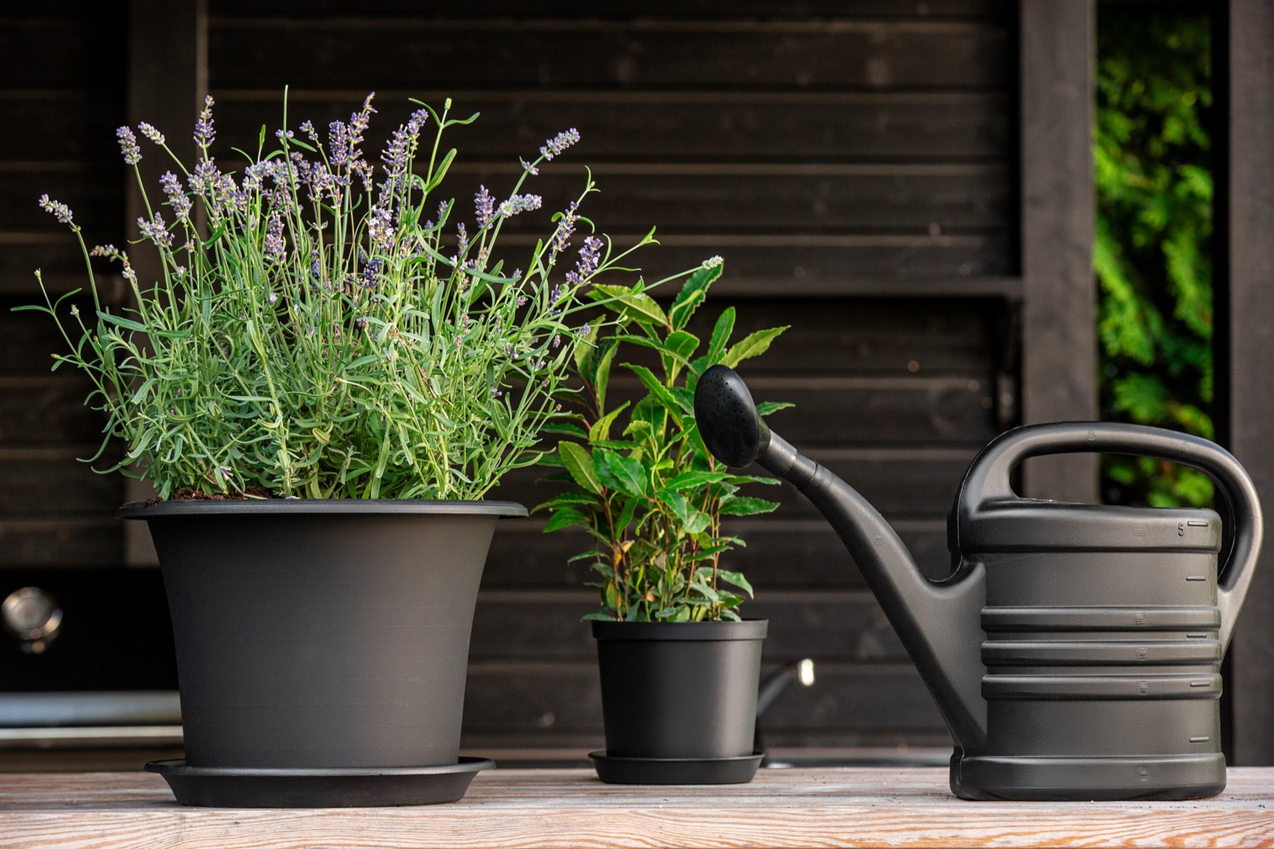 Plant care