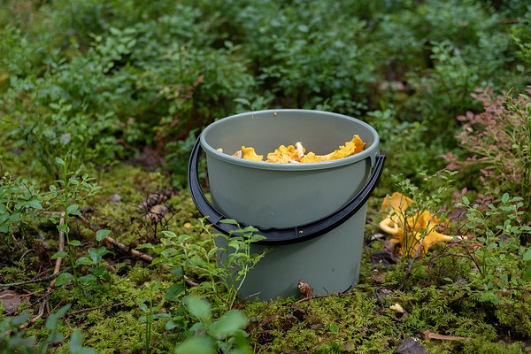 Orthex bucket full of mushrooms