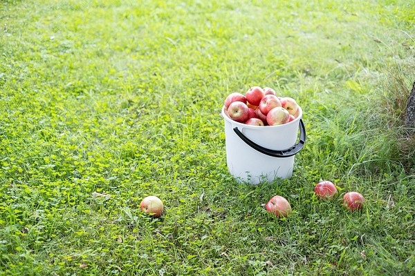 Orthex bucket full of apples
