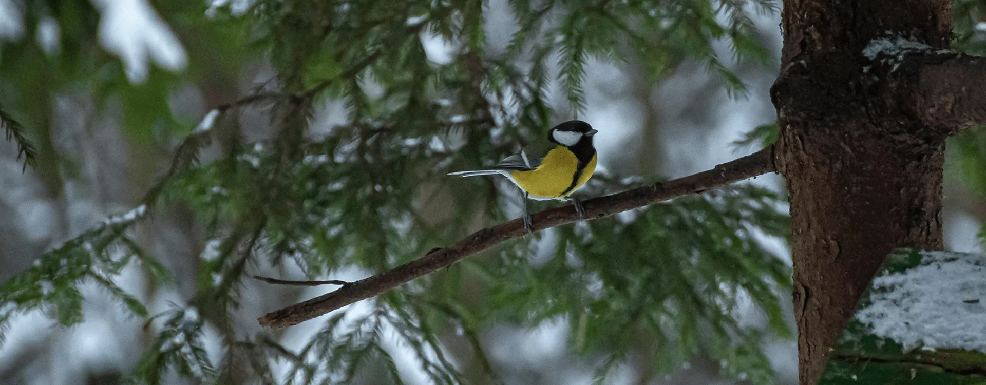 Tips for feeding birds in winter